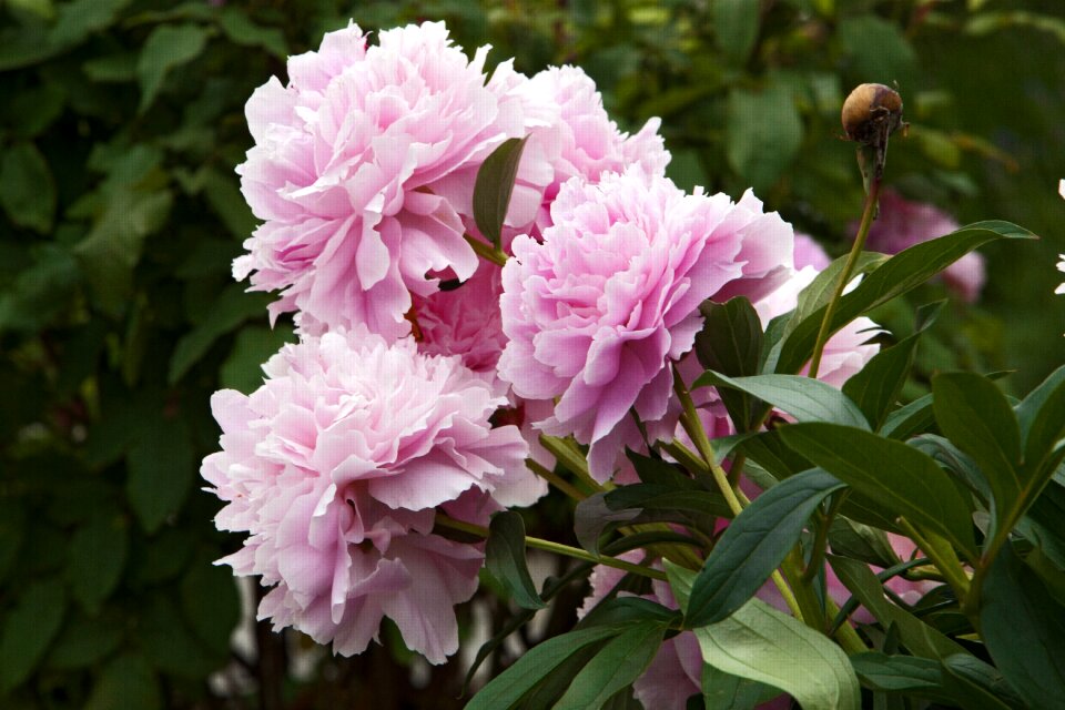 Flower have beautiful