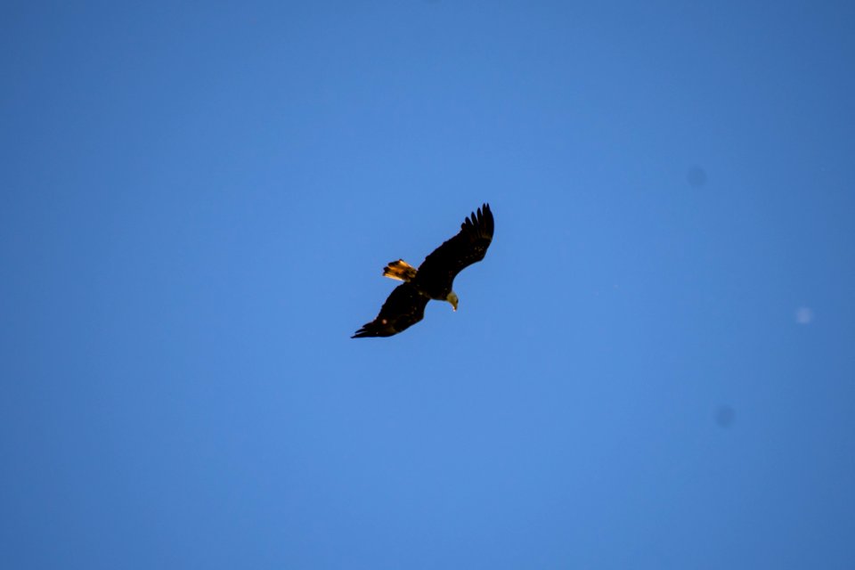 2019 Walk for the Woods Bacon Ridge Natural Area 163 Bald Eagle
