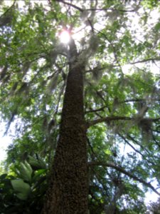 Tree # 5 - sugarberry (or hackberry)