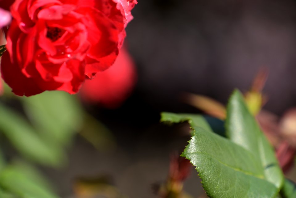 Roses 200mm f4 with tc