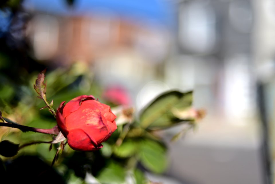 Roses 35mm f2