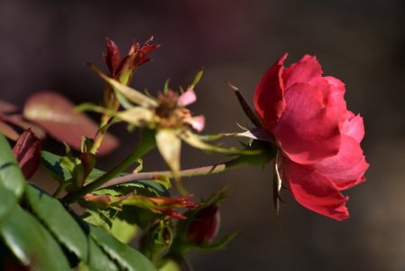 Roses 200mm f4 with tc