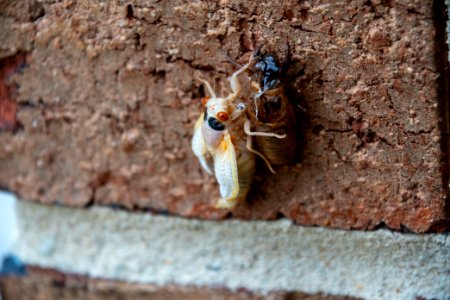 Cicada Molting 059