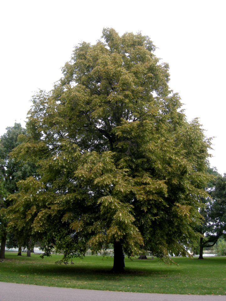 LindenFoliageStudy2016 Tree CY2a