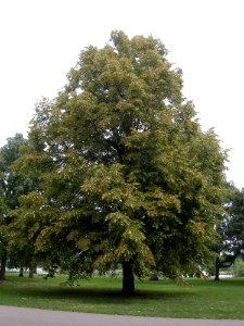 LindenFoliageStudy2016 Tree CY2a