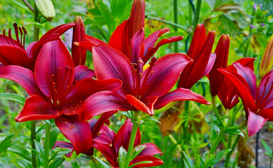 Nature floral plant