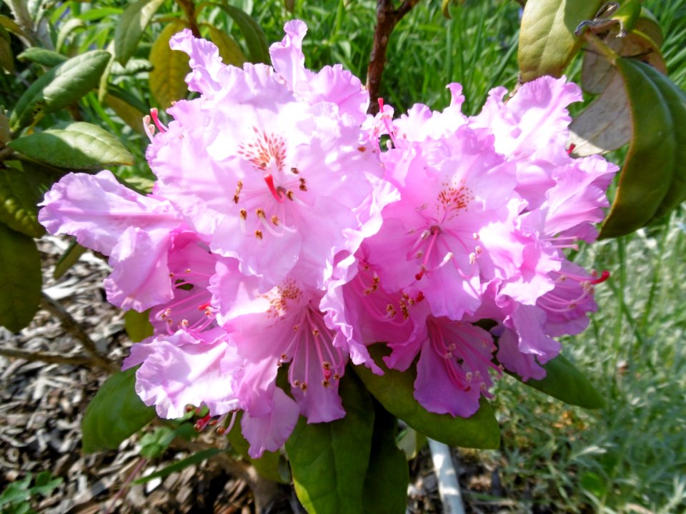 Rhododendron smirnowii
