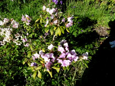 Rhododendron  smirnowii hybrid by R. rex