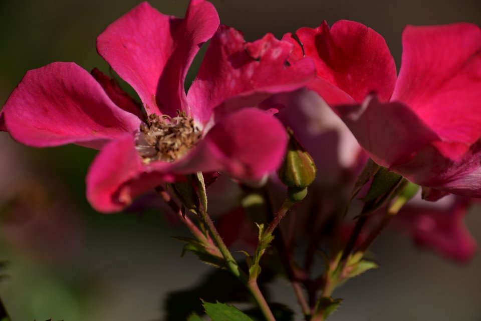 Roses 200mm f4 with tc