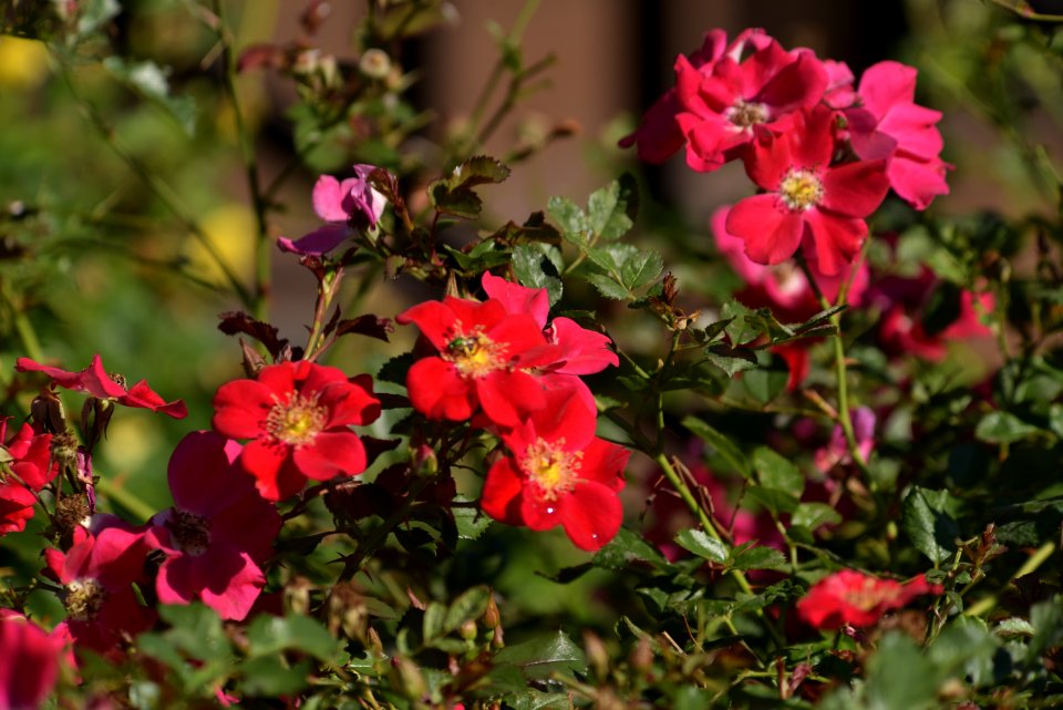 Roses 200mm f4 with tc