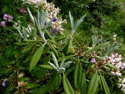 Rhododendron rex x smirnowii