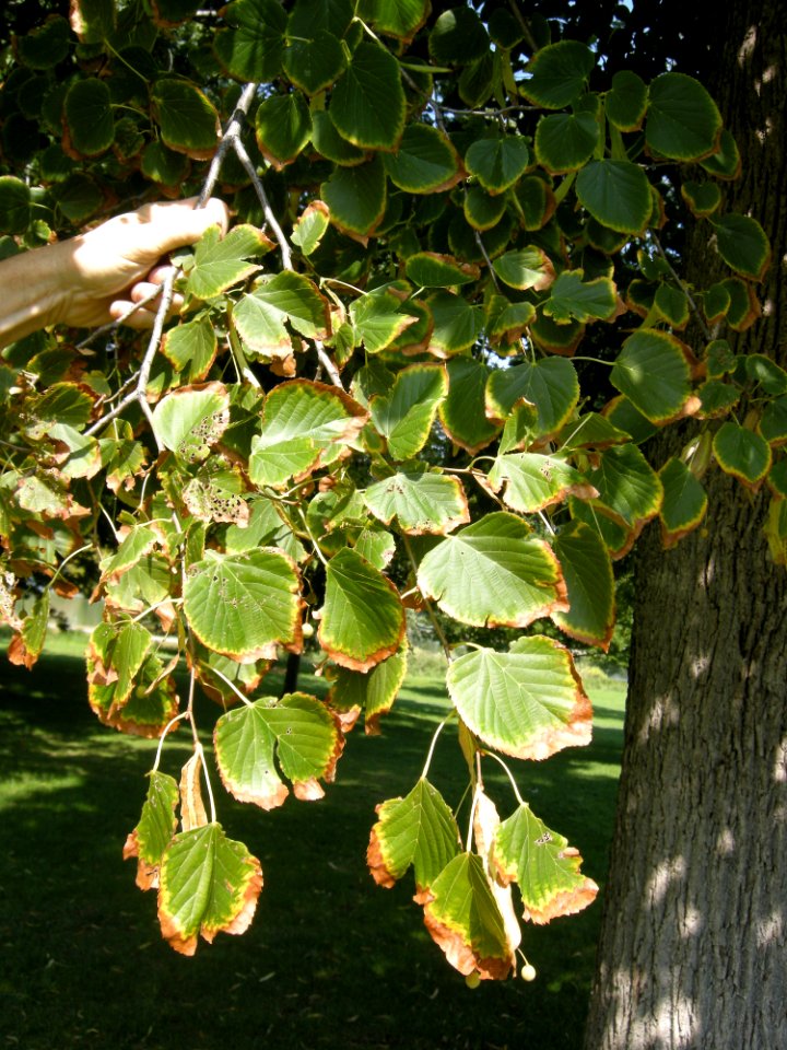 LindenFoliageStudy2016 Tree WP4b