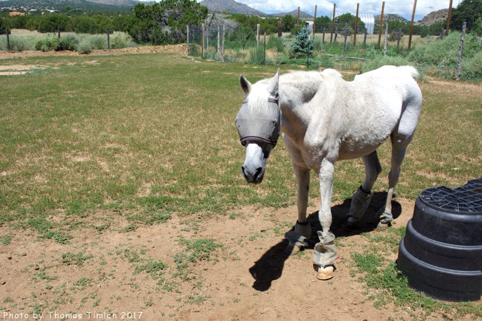 Kindred Spirits Animal Sanctuary photo