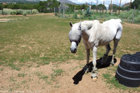 Kindred Spirits Animal Sanctuary photo