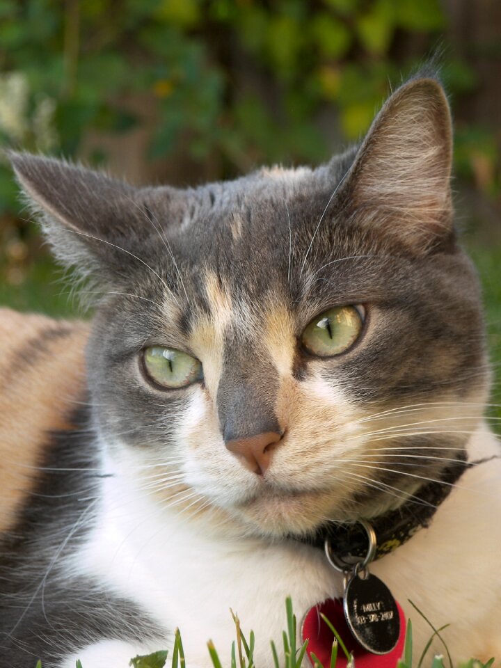 Animal pet feline