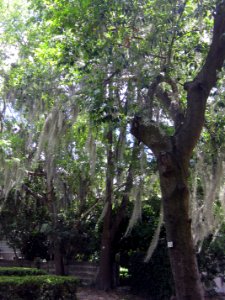Tree # 4 - Carolina cherry laurel