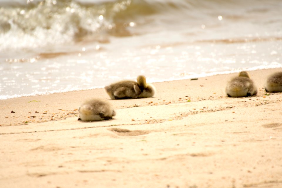 Canada Geese 06-08-2018 23 Goslings