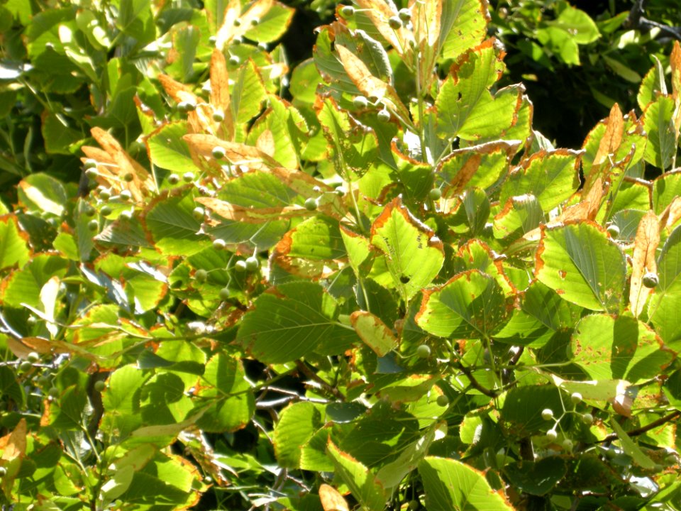 LindenFoliageStudy2016 Tree HG2b