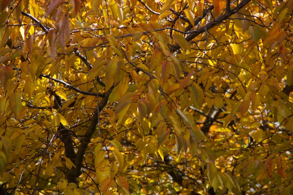 Discolored background fall color