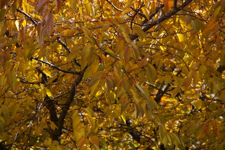Discolored background fall color
