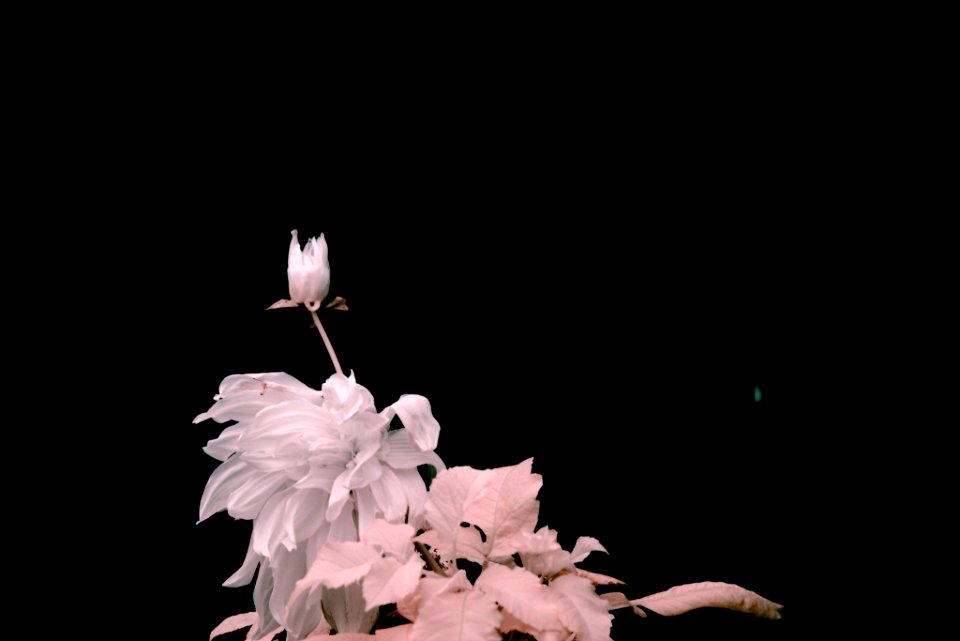 DSC 4234 v2