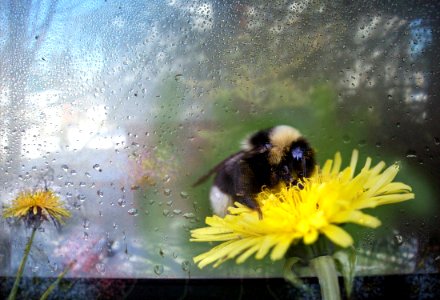 Spare the dandelions, save some bees