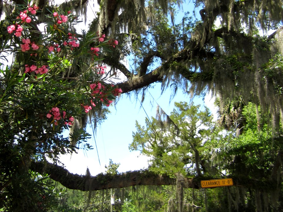 Walk up East Street beneath the overhanging live oak