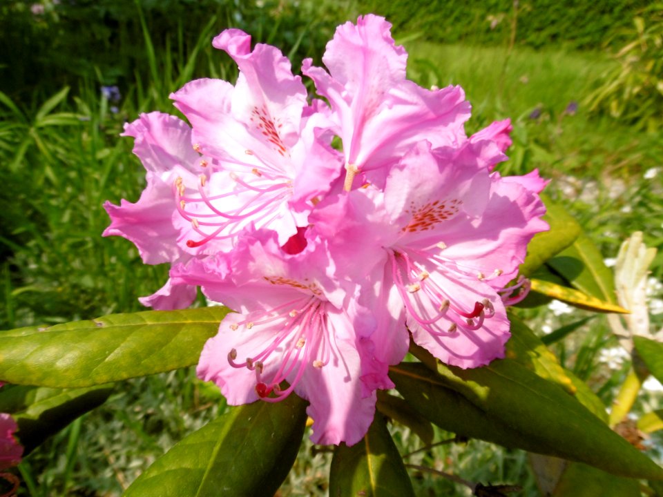 Rhododendron smirnowii