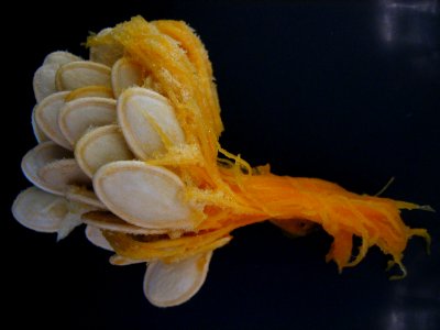 Pumpkin seeds - macro, no flash, plastic box stabilized #1 photo