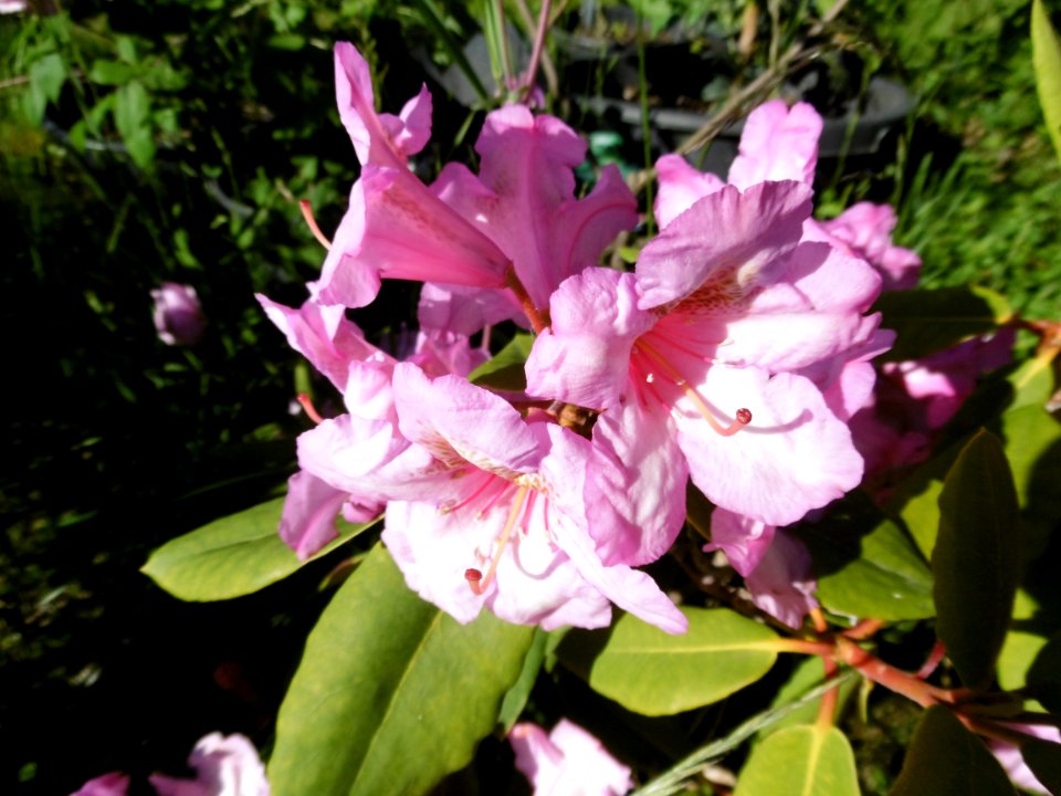 A common Rho variety