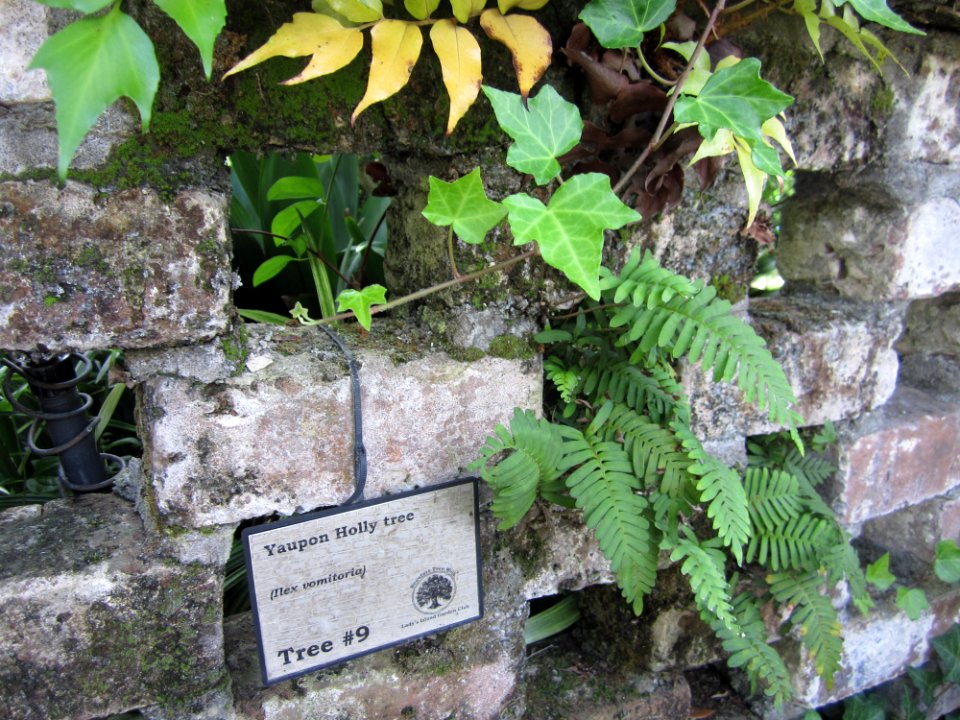 Tree # 9 - placard for yaupon holly