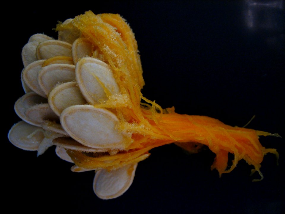 Pumpkin seeds - macro, no flash, plastic box stabilized #2