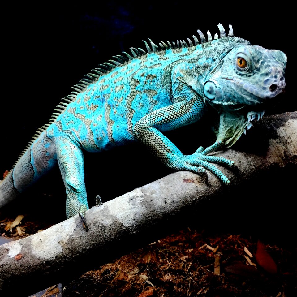 Nature lizard tropical