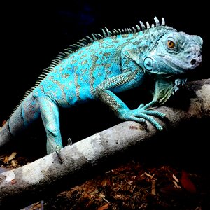 Nature lizard tropical