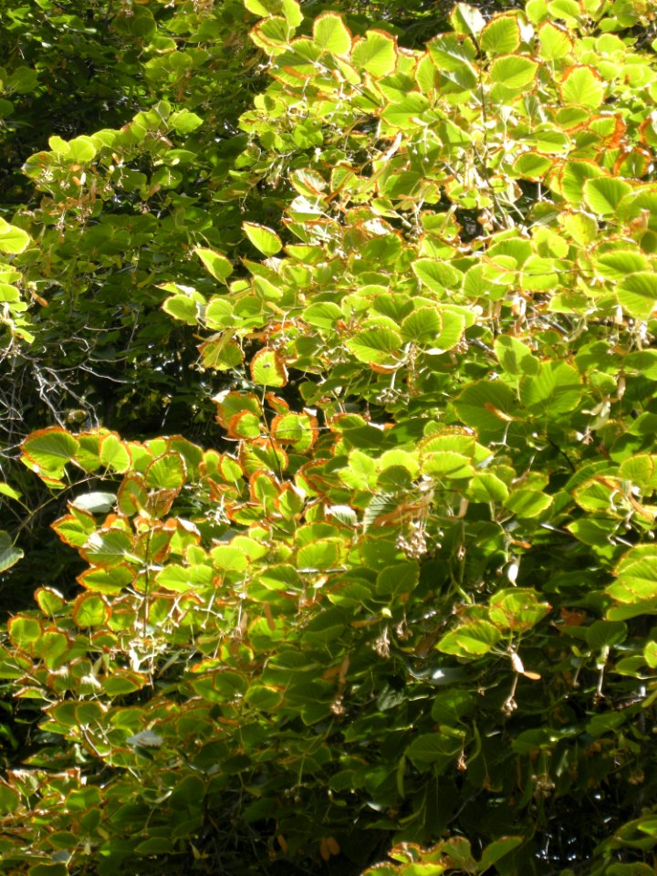 LindenFoliageStudy2016 Tree CH1b