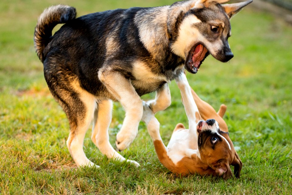 2015 08 19-Puppy Gone Wild-546