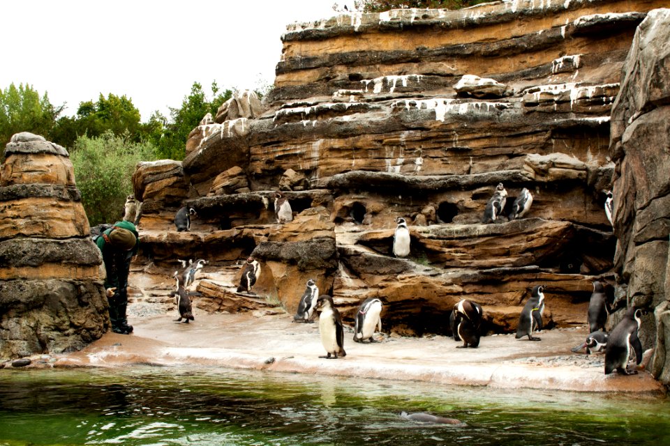penguins
