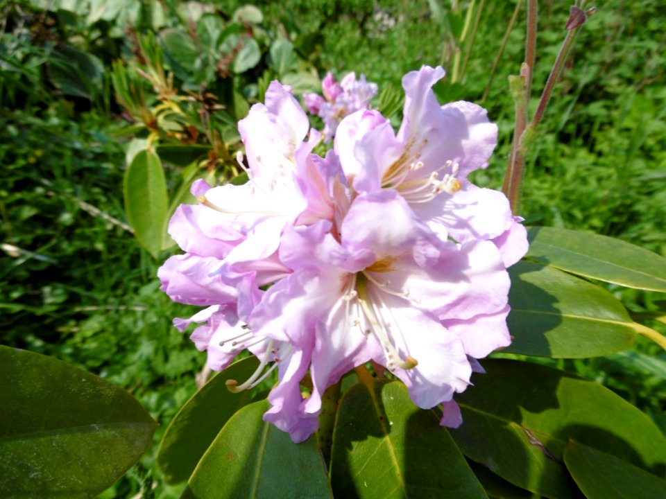 Rhododendron 'Onkel Dines'