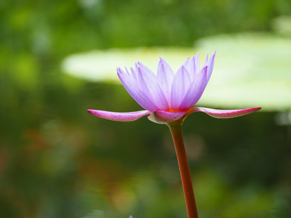 Flowers pond nature
