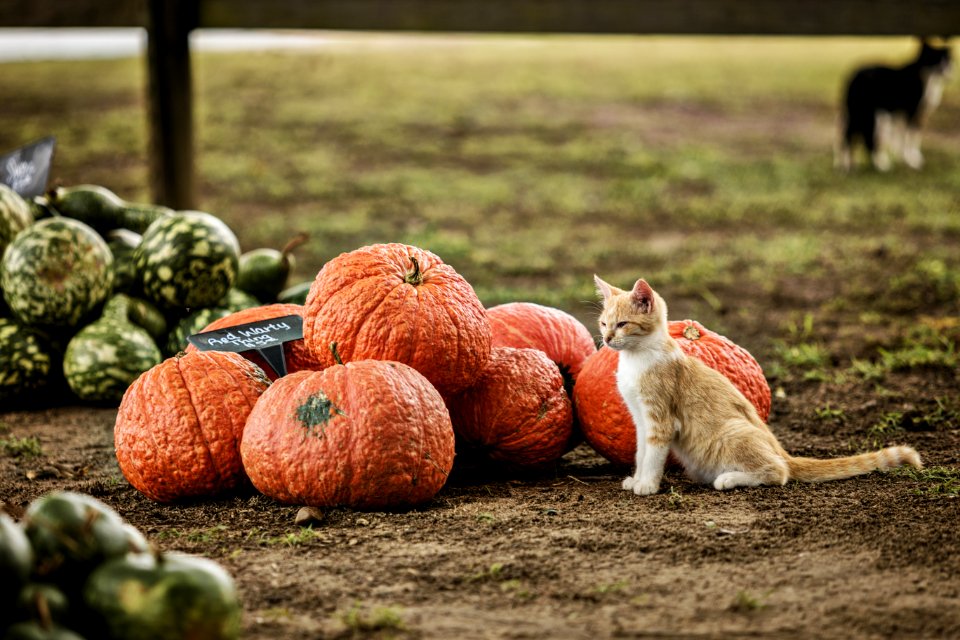 20200925-FPAC-PeeblesFarm-026