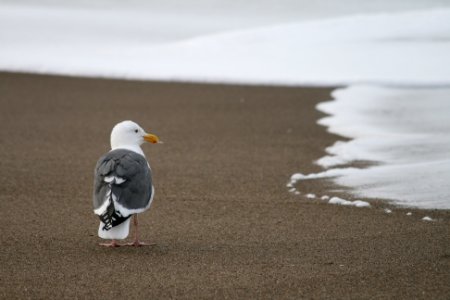 western gull newport beach myatt odfw