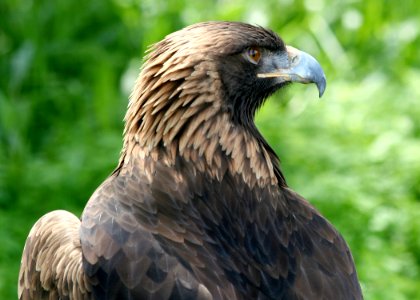 4587 golden eagle portrait munsel odfw photo