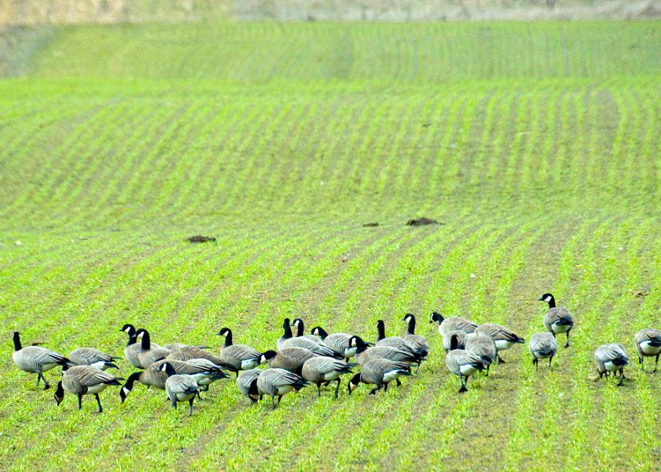cackler geese sauvie swart odfw