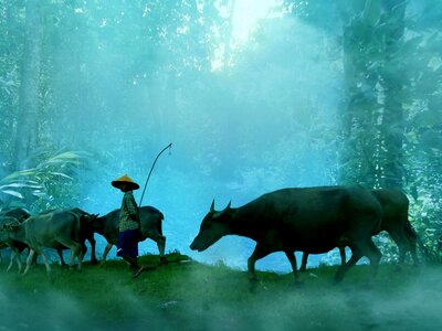 Forest blue fog