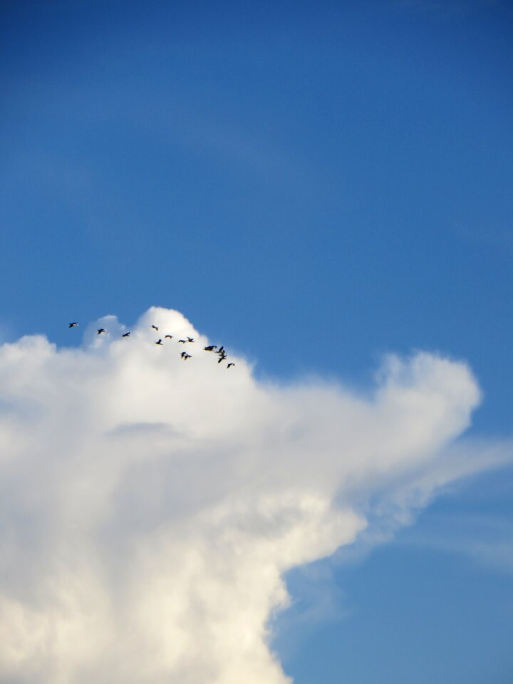 Birds summer nature