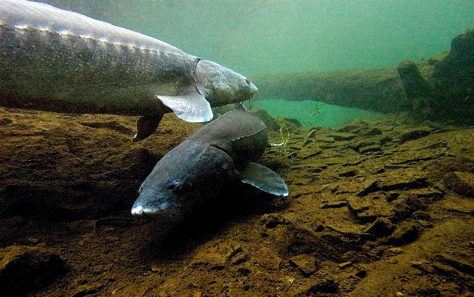 4804 white sturgeon swart odfw