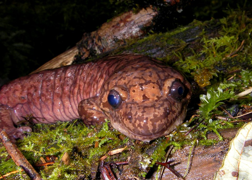 pacific giant salamander rock creek miles odfw