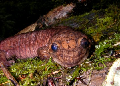 pacific giant salamander rock creek miles odfw