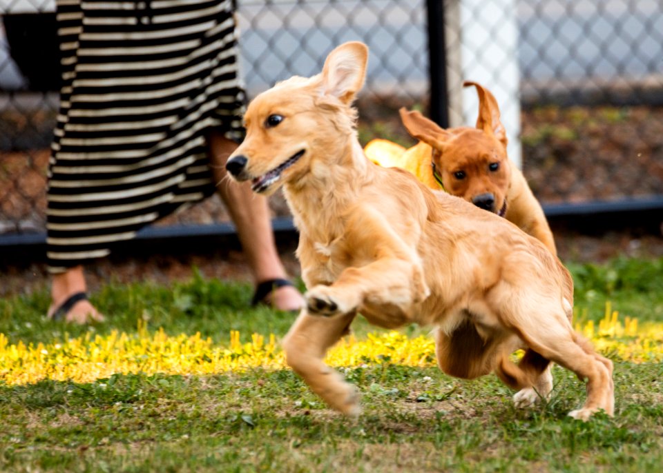 2015 08 19-Puppy Gone Wild-086