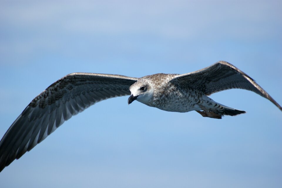 Ocean beak closeup